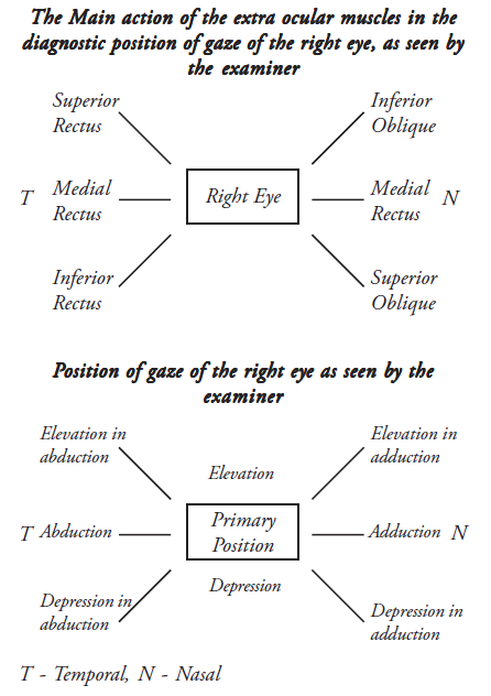 Action of Extra Ocular muscles