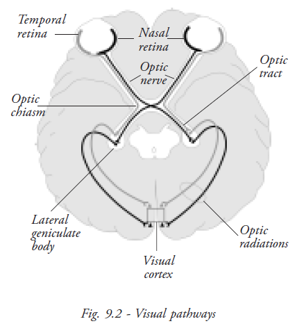  Visual Pathways