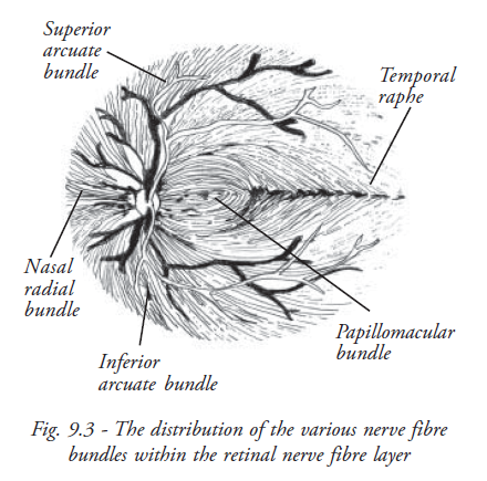 Distribution of Nerve Fibre