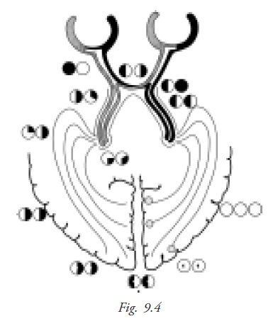  Visual Pathway 